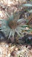 Image of Eryngium cymosum Delar.