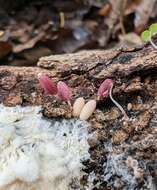 Image of Coprinopsis clastophylla (Maniotis) Redhead, Vilgalys & Moncalvo 2001