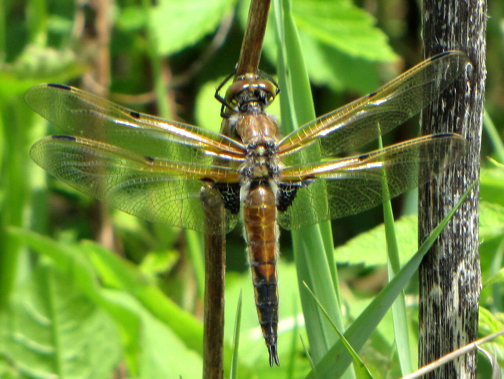 Image of Four-spotted Chaser