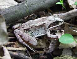 Lithobates sylvaticus (Le Conte 1825) resmi