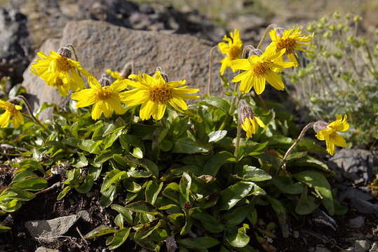 Image of nodding arnica