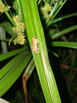 Plancia ëd Afrixalus delicatus Pickersgill 1984