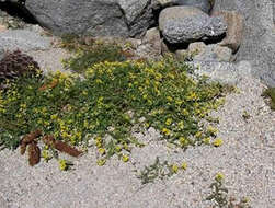 Image of Lake Tahoe yellowcress