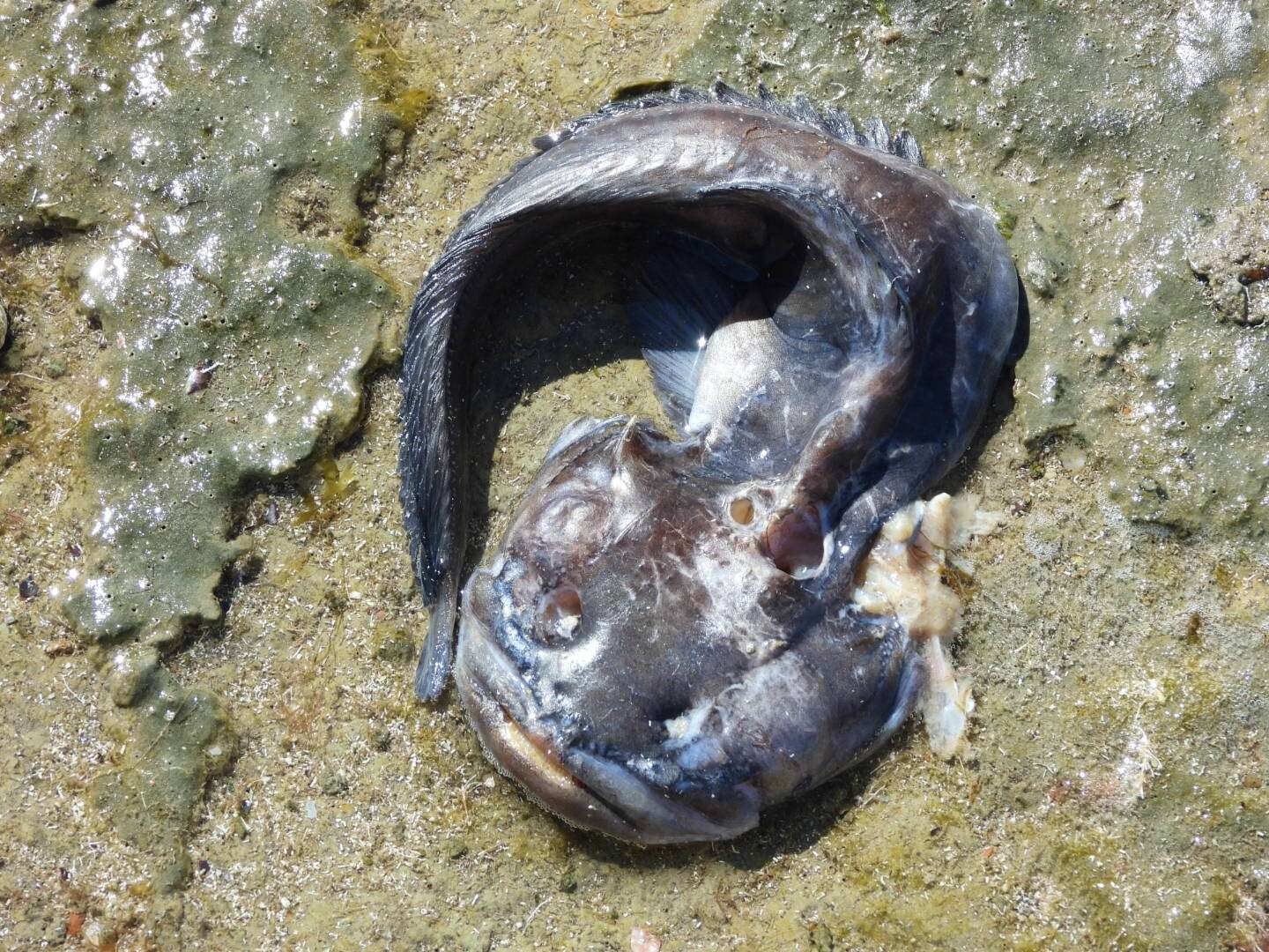 Image of Toadfish