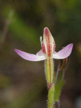 Image of Mauve Fingers