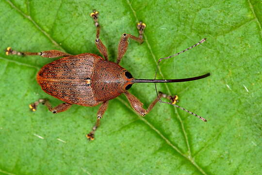 Imagem de Curculio nucum Linnaeus & C. 1758