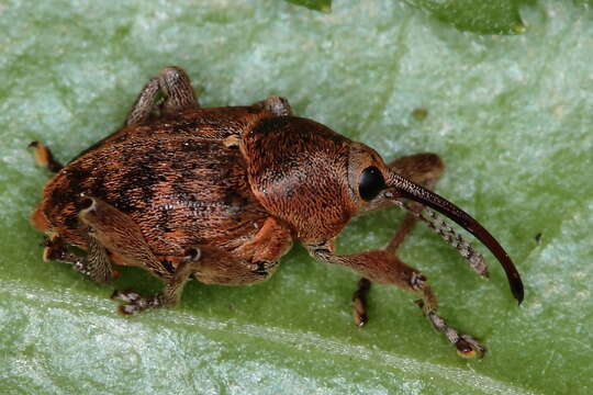 Imagem de Curculio nucum Linnaeus & C. 1758