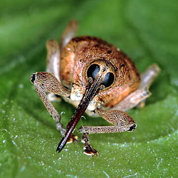 Imagem de Curculio nucum Linnaeus & C. 1758