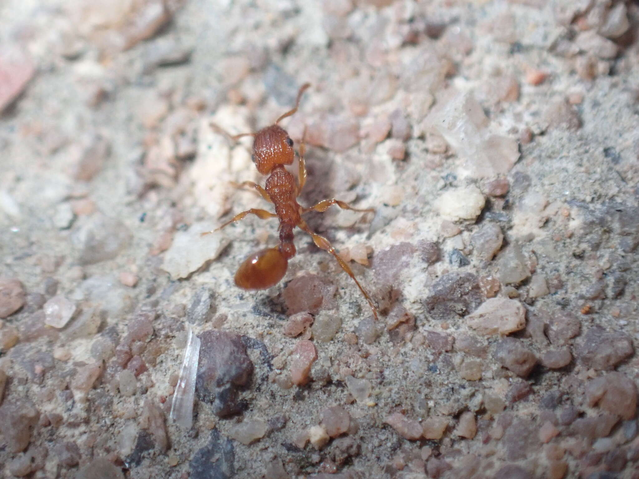 Image of Tetramorium notiale Bolton 1980