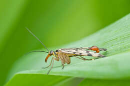 Image of Common scorpionfly