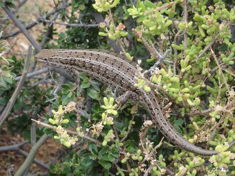 Image of Cape Skink