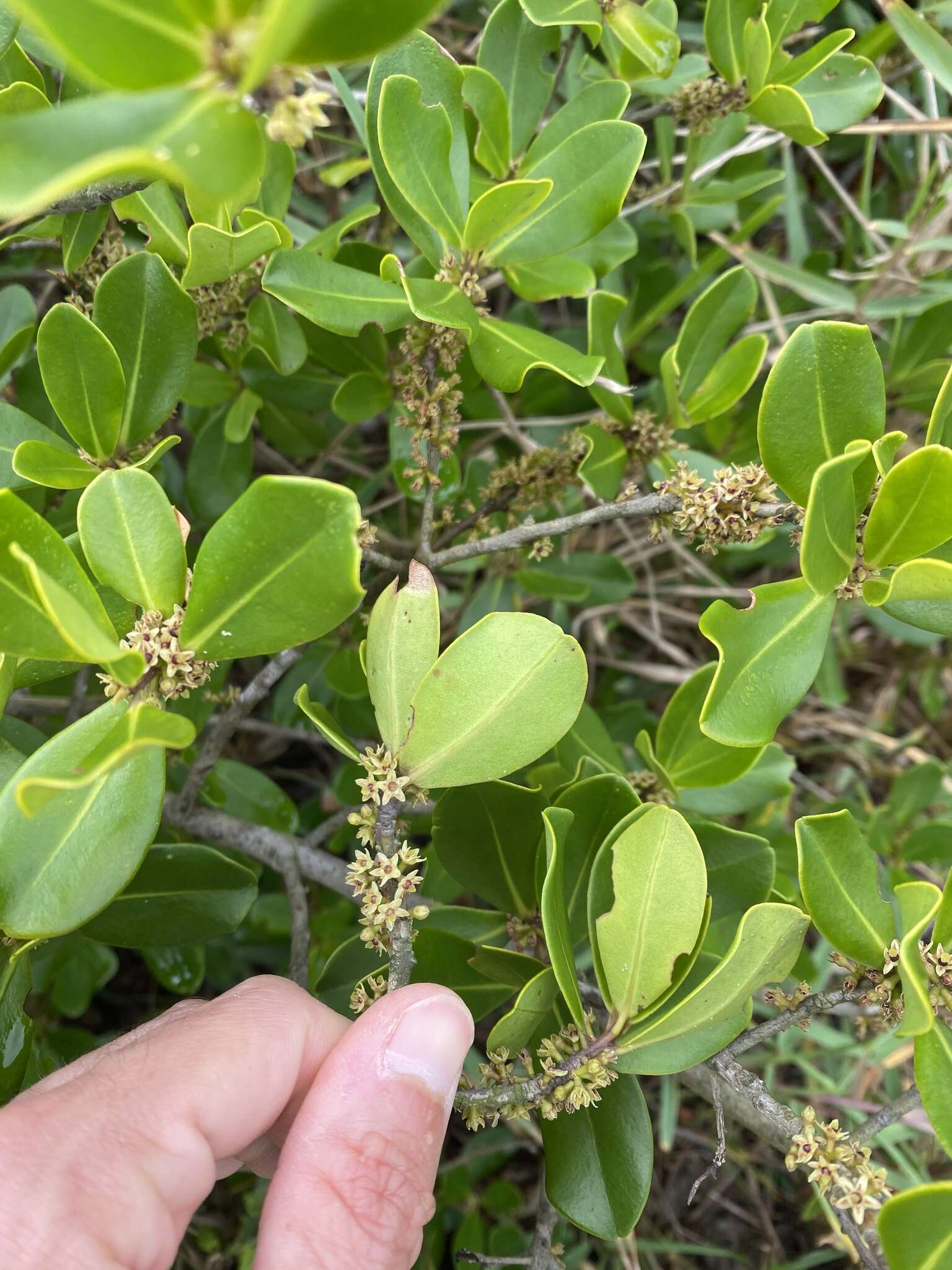 Myrsine parvifolia A. DC. resmi