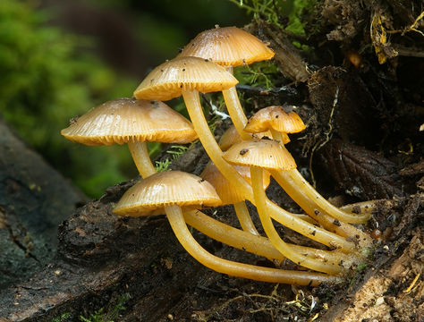 Image of <i>Mycena leaiana</i> (Berk.) Sacc. 1891