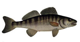 Image of pikeperch, zander