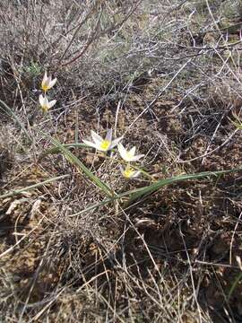 Image de Tulipa biflora Pall.