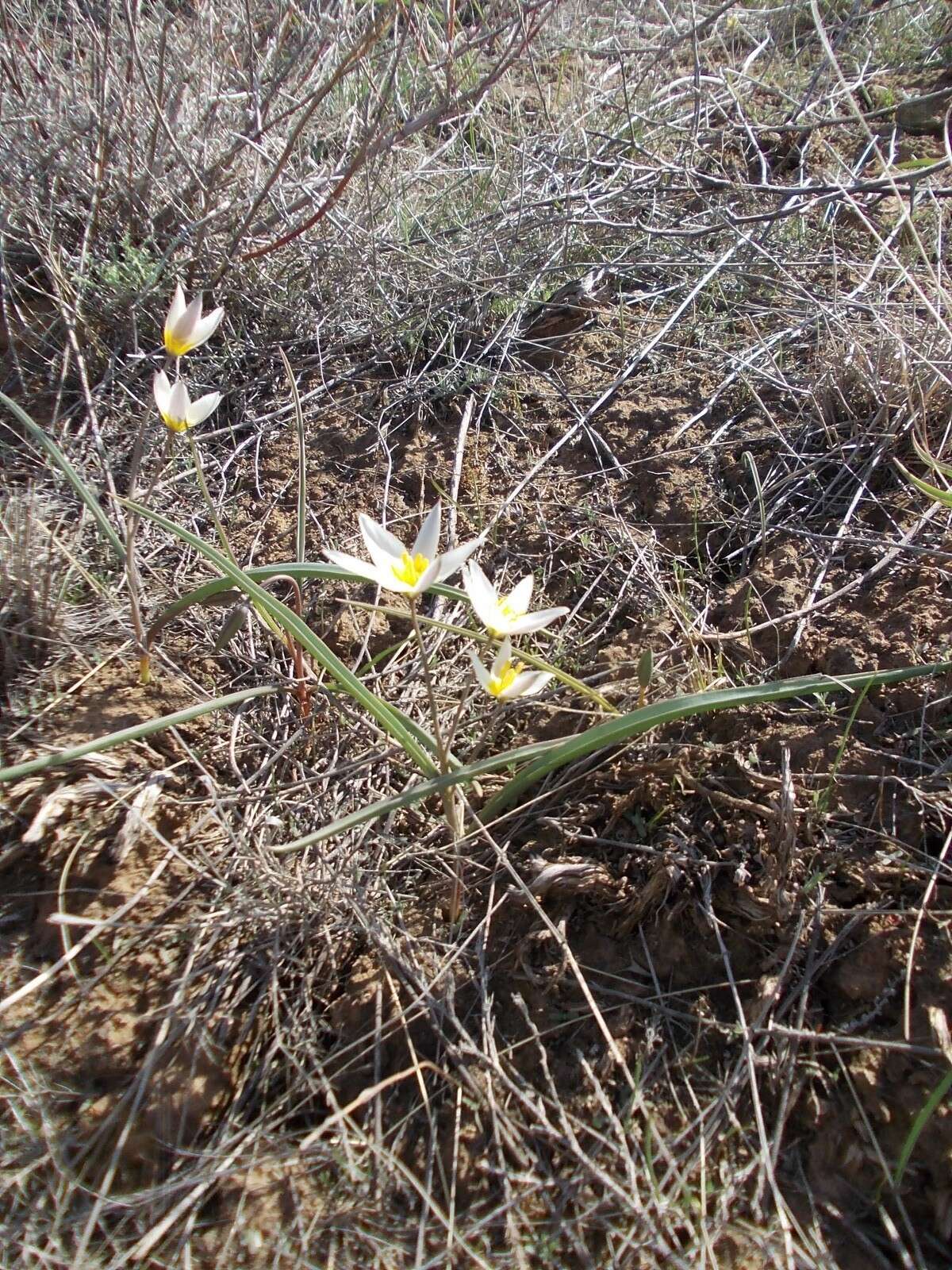 Image of Tulipa biflora Pall.