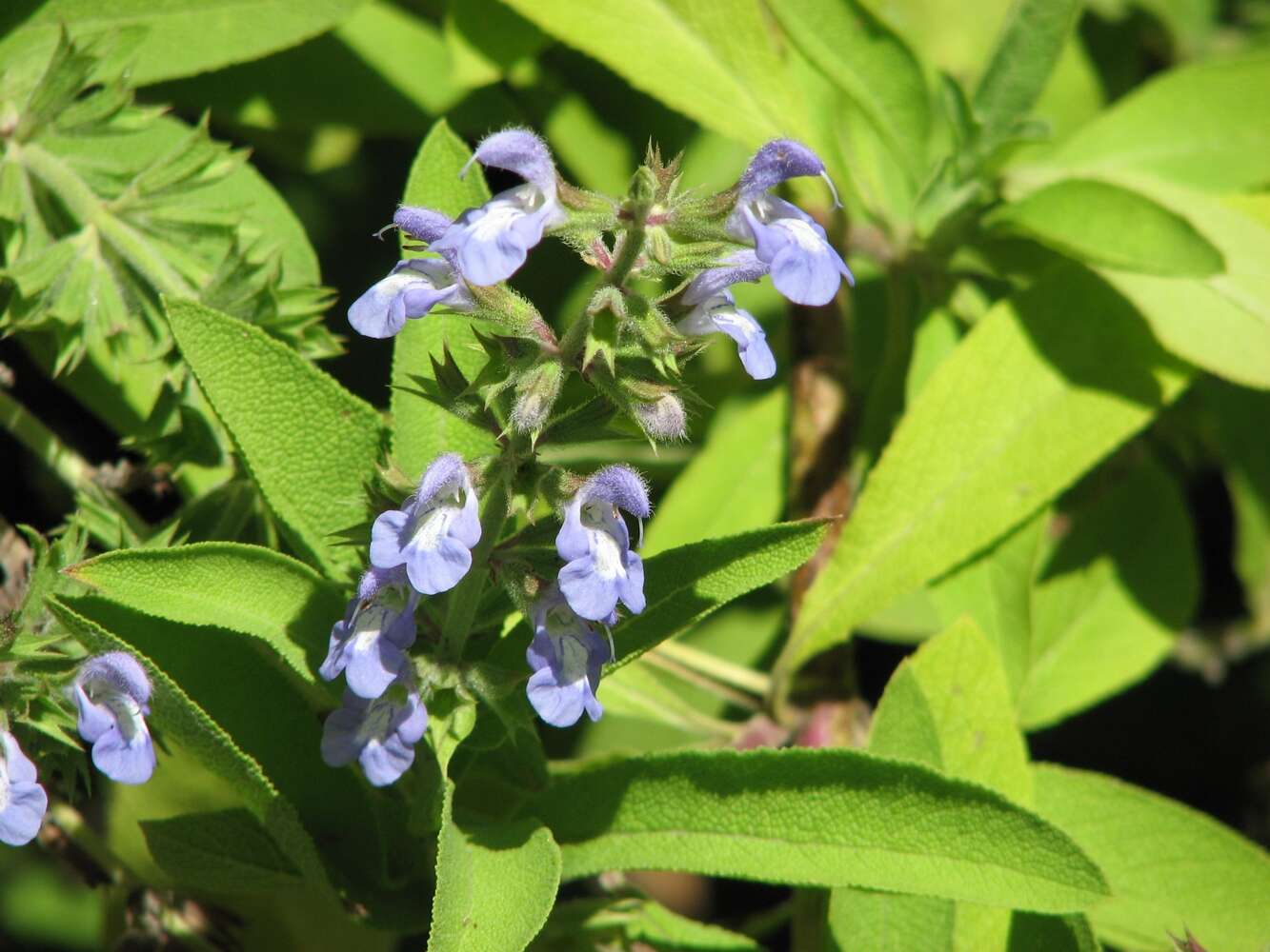 Imagem de Salvia somalensis Vatke