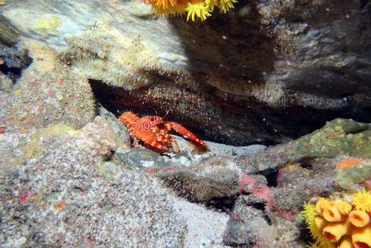 Image of Dwarf Reef Lobster