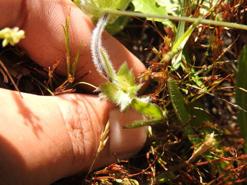 Imagem de Trifolium barbigerum Torr.