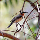 Image of Western Spinebill