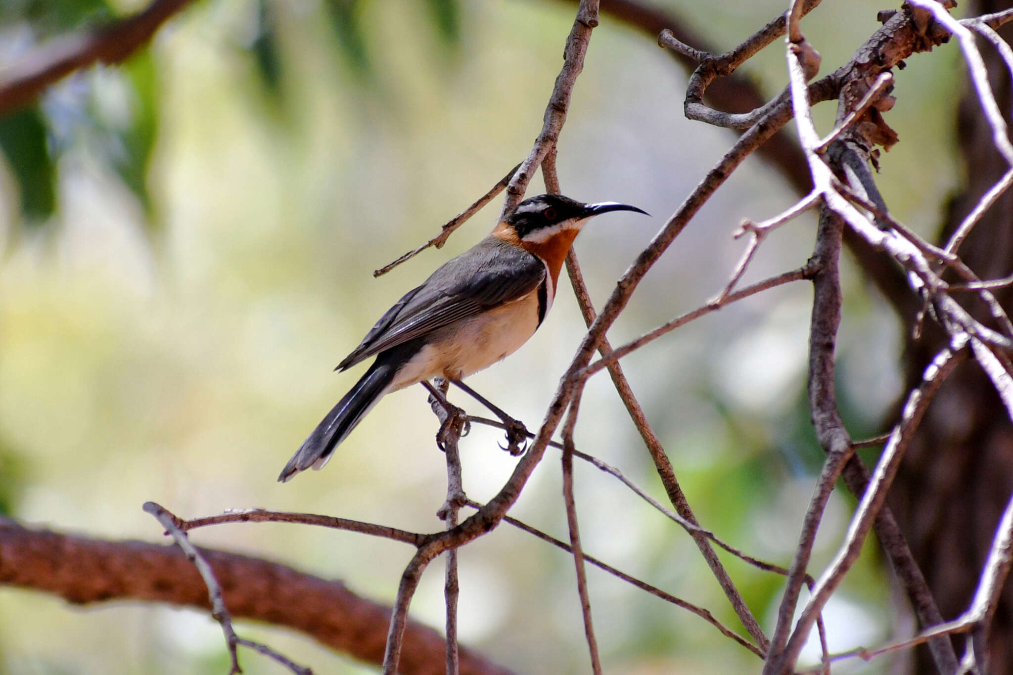 Image of Western Spinebill