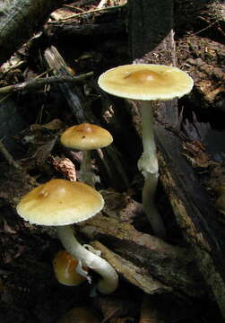 Image of Agrocybe praecox (Pers.) Fayod 1889