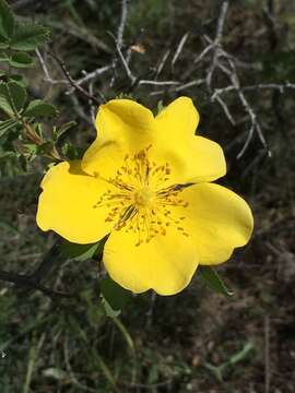 Rosa foetida J. Herrm. resmi