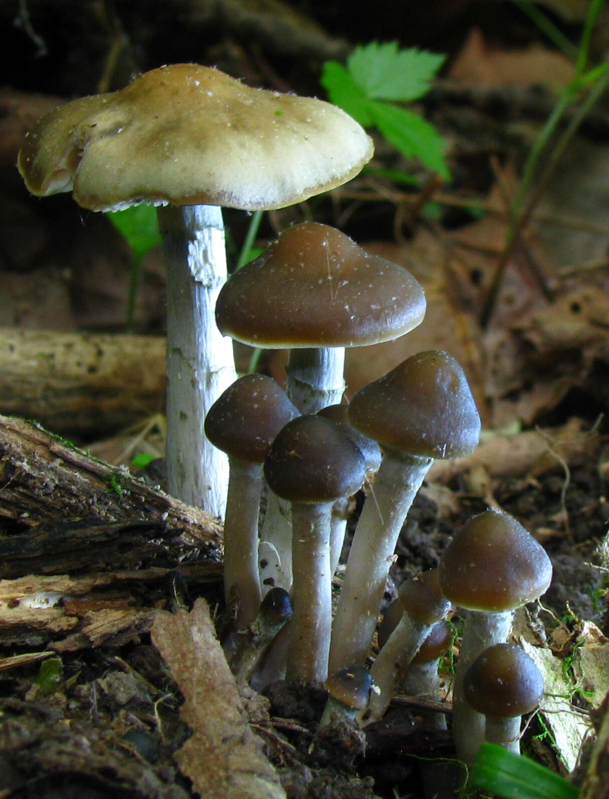 Image of Psilocybe ovoideocystidiata Guzmán & Gaines 2007