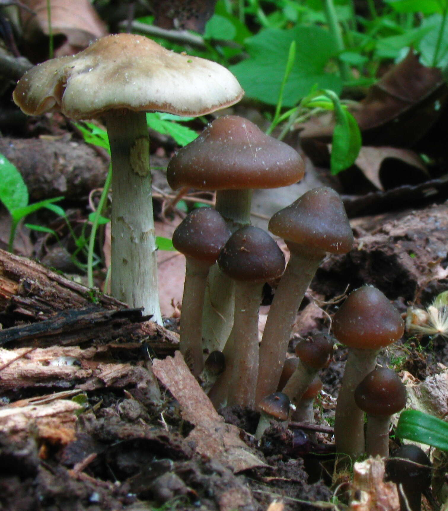 Image of Psilocybe ovoideocystidiata Guzmán & Gaines 2007