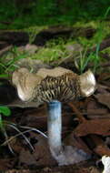 Image of Psilocybe ovoideocystidiata Guzmán & Gaines 2007