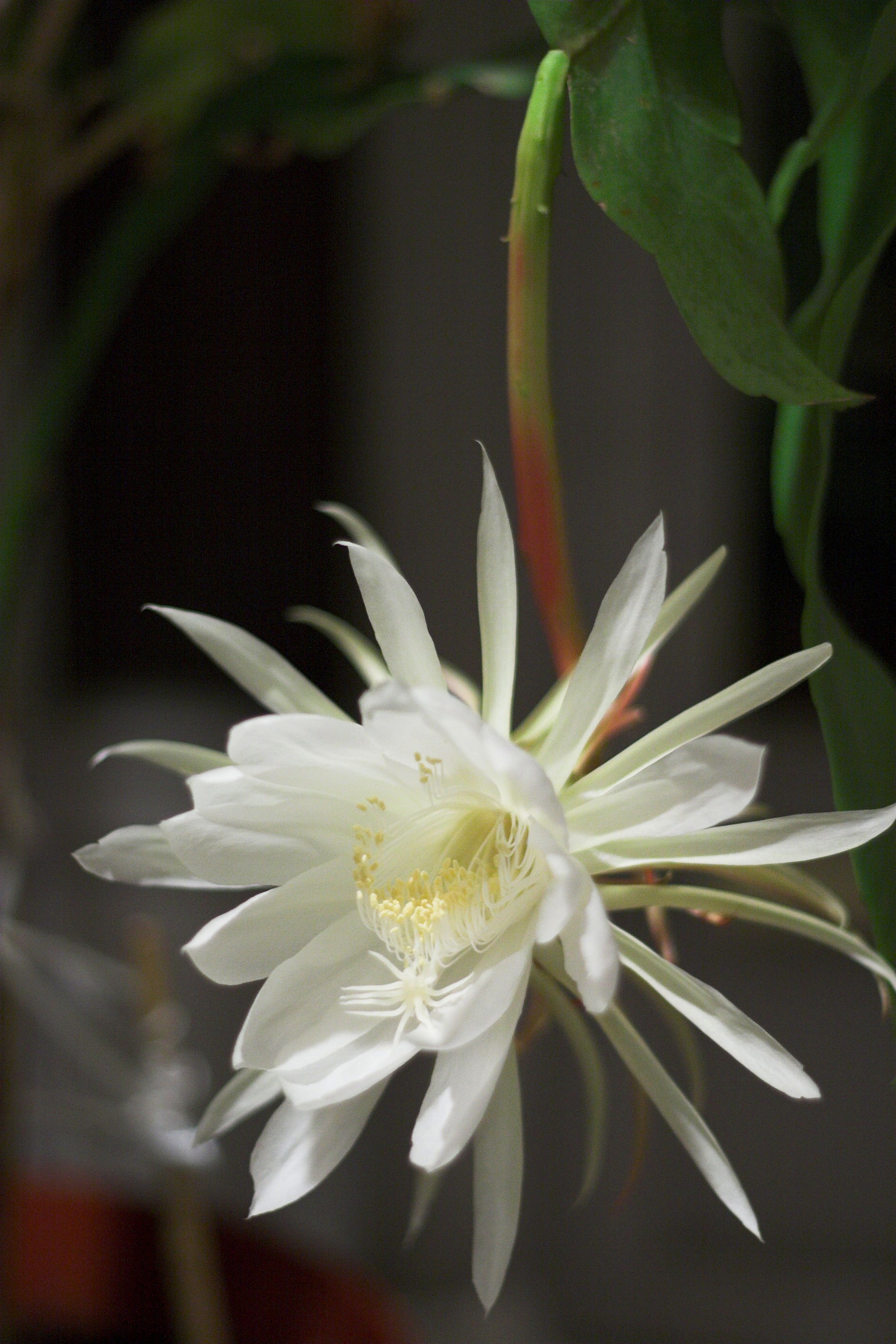 Epiphyllum oxypetalum (rights holder: Samuel Wong (wongsamuel))
