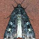 Image of Black Army Cutworm