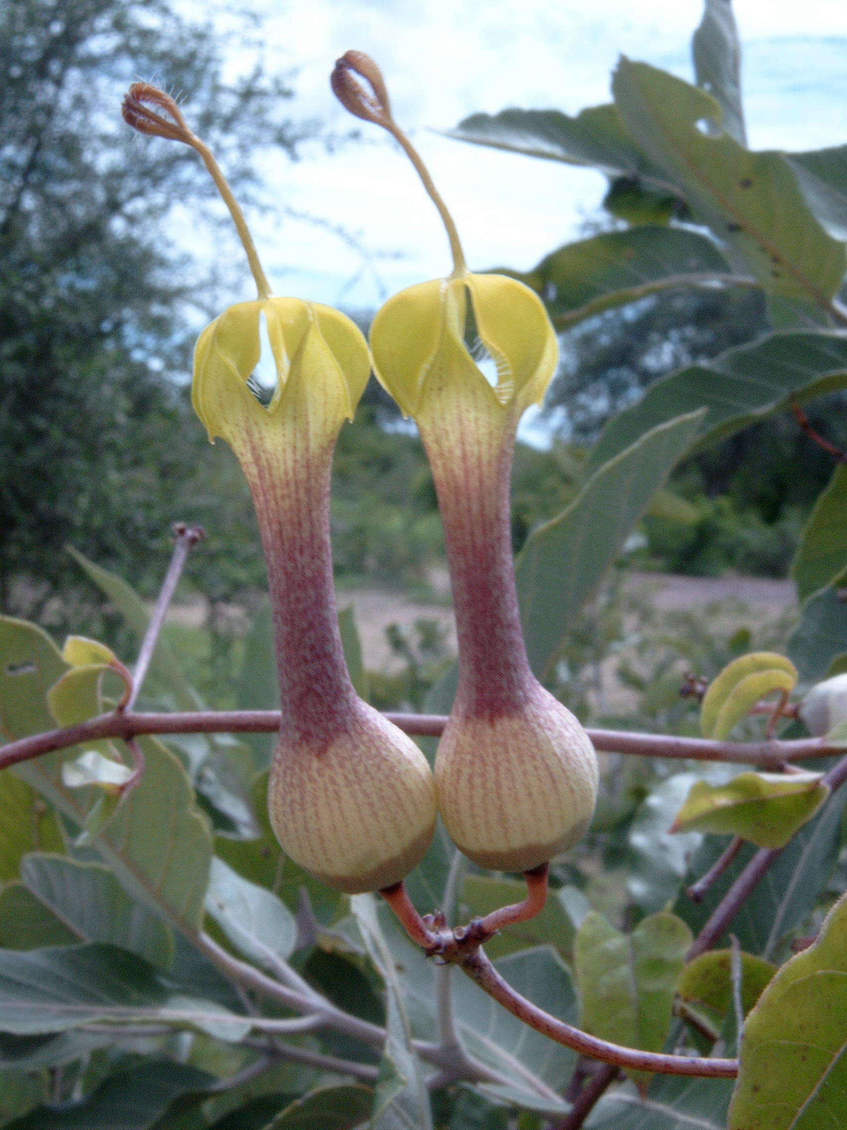 Image de Ceropegia