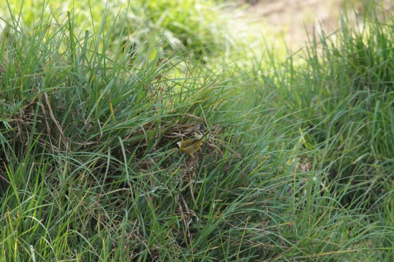 Image of Common Yellowthroat