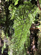 Imagem de Hymenophyllum dentatum Cav.