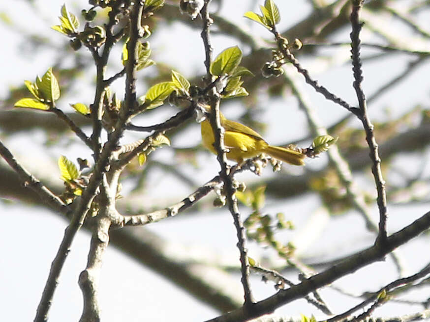 Image of Little Yellow Flycatcher