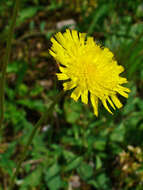 Image of Mouse-ear-hawkweed