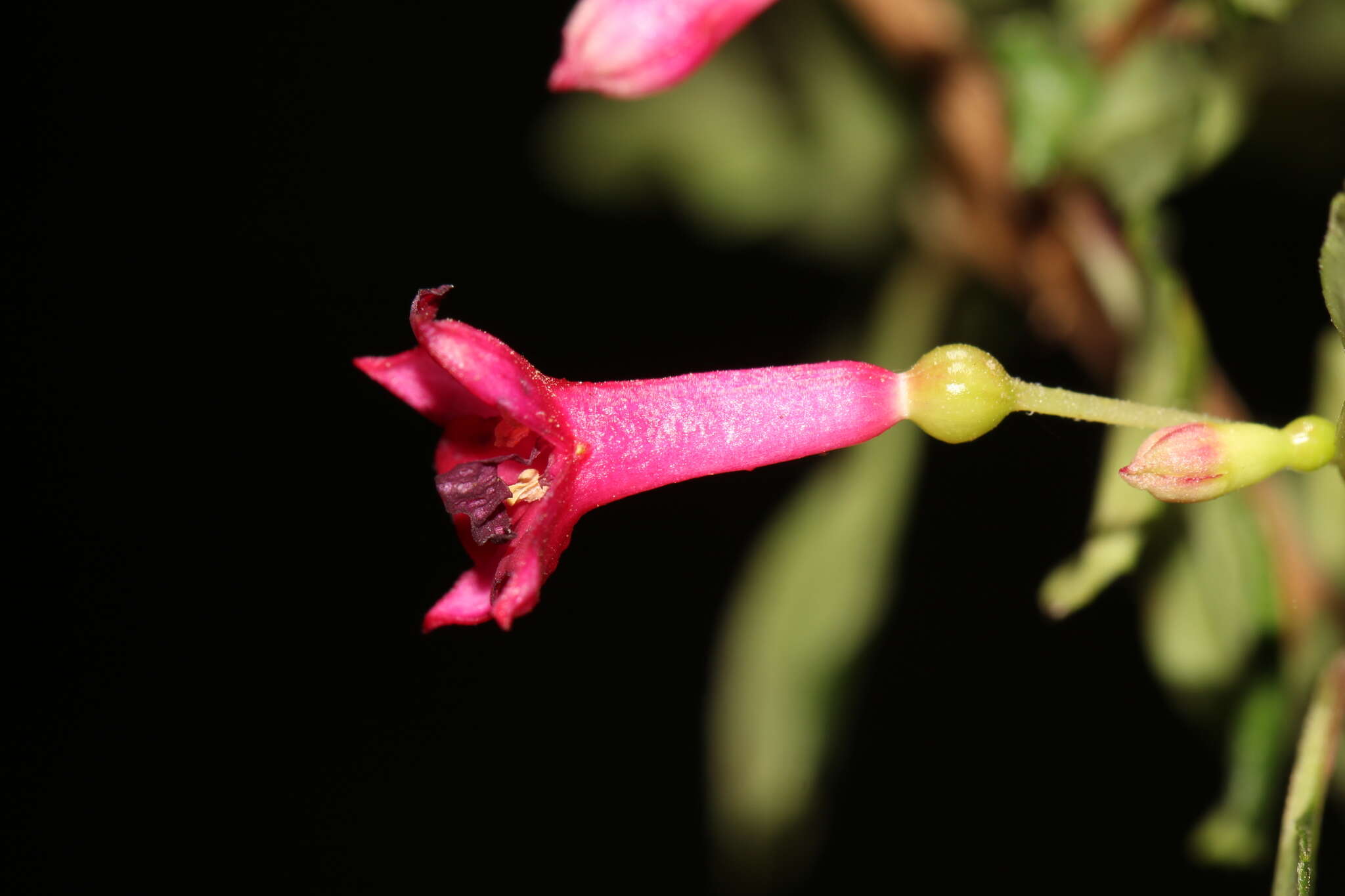 Image of Fuchsia microphylla Kunth