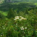 Image of Asian meadowsweet