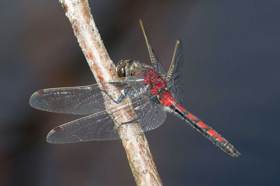 Imagem de Leucorrhinia borealis Hagen 1890