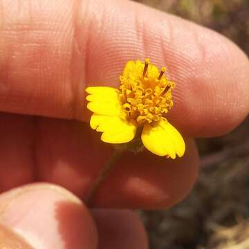 Image of Tridax purpusii Brandeg.