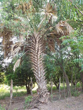 Image of Rio Grande palmetto