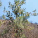 Image of McVaugh's Pine