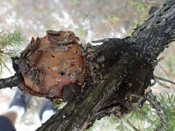 Image of Northern Pitch Twig Moth