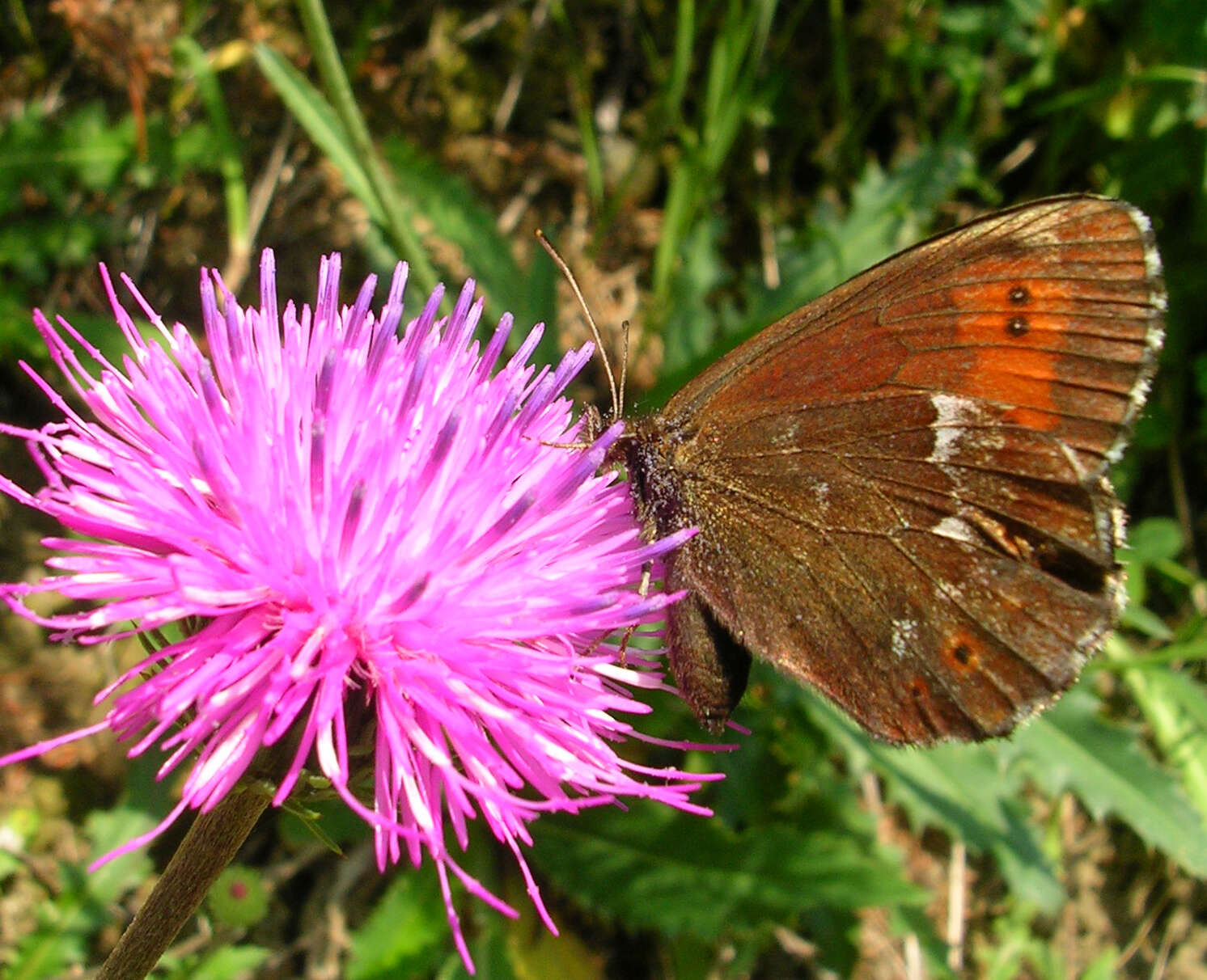 Image of Erebia euryale Esper 1777