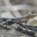 Image of Peters' Lava Lizard