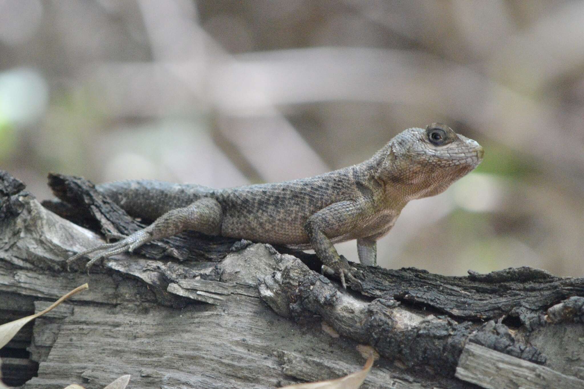 Image of Peters' Lava Lizard