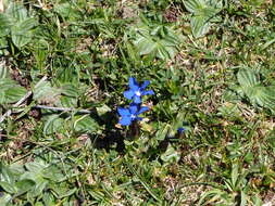 Plancia ëd Gentiana verna L.