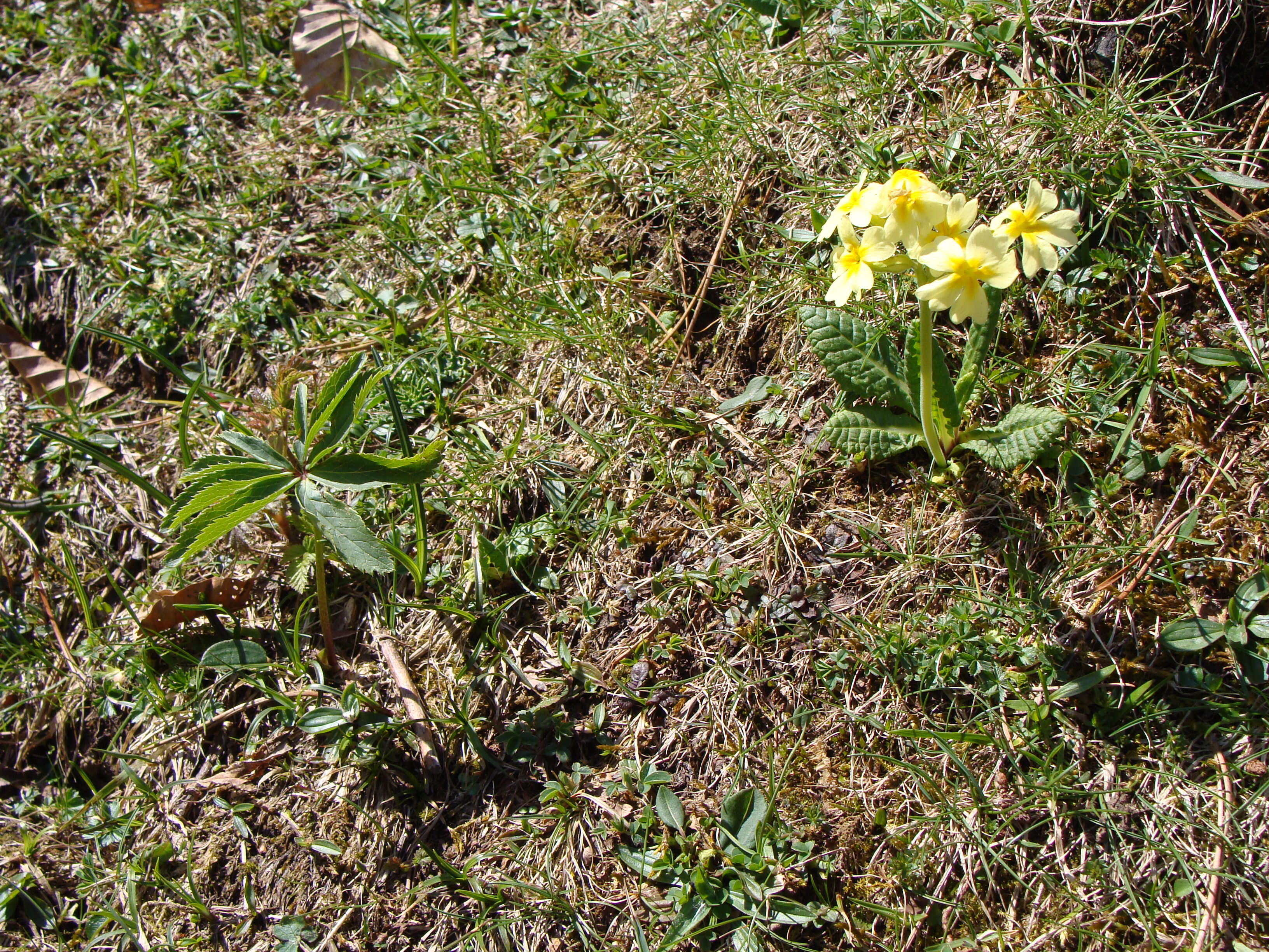 Image of oxlip