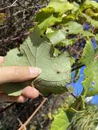 Imagem de Vitis cinerea var. floridana Munson